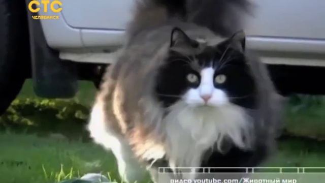 На Южном Урале зафиксирован большой "котооборот" смотреть онлайн