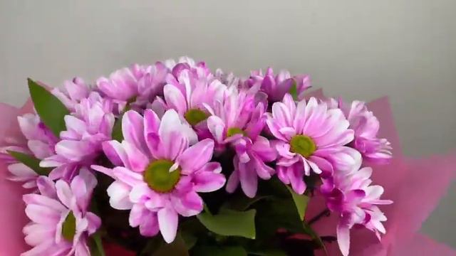 Букет из хризантем Бакарди Фуксия смотреть онлайн