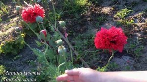 ПАПАВЕР (МАК) -  ТЕПЕРЬ ВСЕ ПО ДРУГОМУ!!!выращивание и уход.