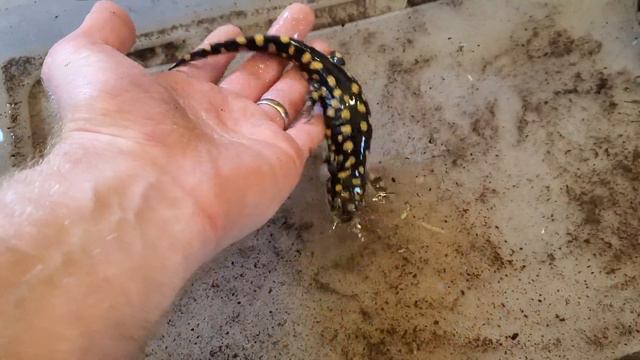 Tiger Salamanders swimming смотреть онлайн