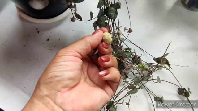 Шары у церопегии? просто небольшой обзор цветов. смотреть онлайн