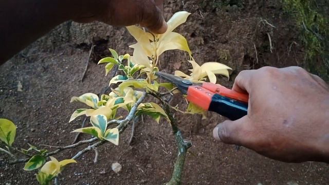 Pangkas Perdana bunga Bugenvile смотреть онлайн