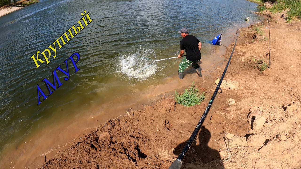Поклевка крупного АМУРА смотреть онлайн
