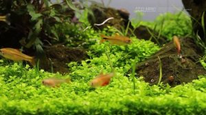 Аквариумные рыбы, которых я содержал