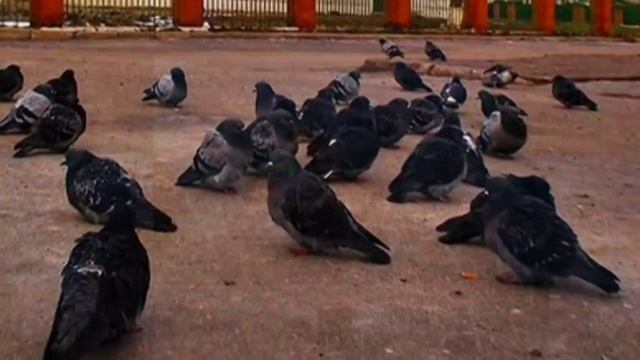 С Прощёным воскресеньем! Обид чтоб не копить, Тебя прошу с волнением За всё меня простить! смотреть онлайн