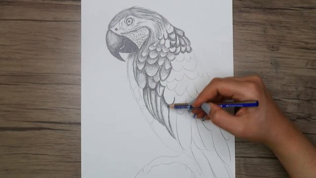 How to Draw a Realistic Macaw Step by Step | Bird Drawing with a Pencil смотреть онлайн
