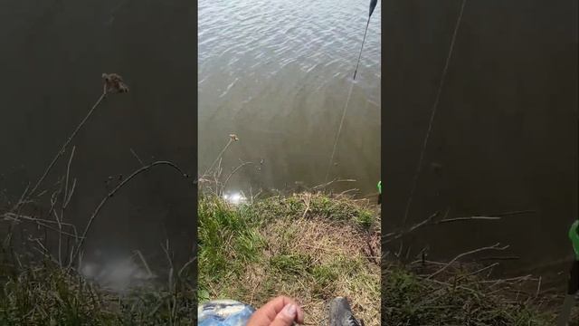 Ловлю карася. Рыбалка 2023 год смотреть онлайн