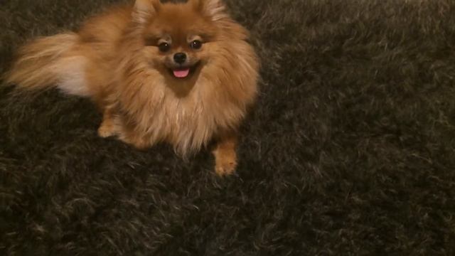 Средства для купания и расчесывания шпица