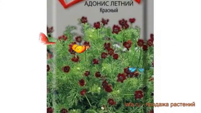 Адонис обыкновенная Красный (krasnyy) ? адонис Красный обзор: как сажать семена адониса Красный смотреть онлайн