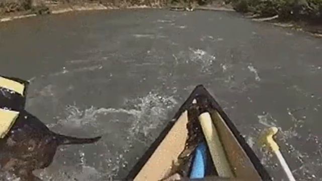 Во время рафтинга спас собаку. During Rafting Rescued Dog