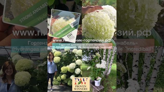 ?Настоящие хиты и лучшие сорта древовидных гортензий 2022г, именн лучшие для любого региона РФ? смотреть онлайн