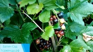 Черная смородина Добрыня