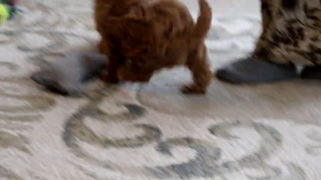 Cavapoo Puppies For Sale смотреть онлайн