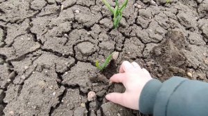 Весенняя подкормка чеснока селитрой.