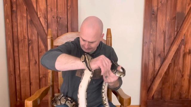 Ball Pythons - How Big Are They Really смотреть онлайн