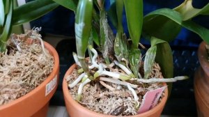 КАТТЛЕЯ королева Орхидей.Cattleya.