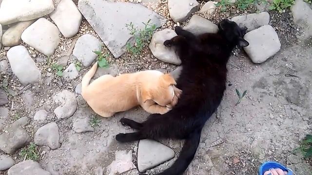 Собака сосет титьку у кошки смотреть онлайн