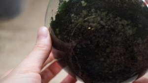 Как поживают мои карликовые фикусы пумила