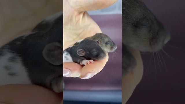 Малышки крысята на видео 8 дней ☺️ну как их можно не любить ? смотреть онлайн