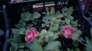 Мимулюс в кашпо. Как чувствует себя мимулюс в апреле в неотапливаемой теплице.