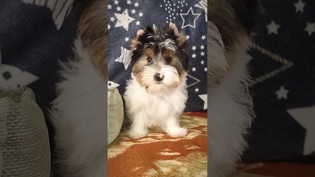 Бивер терьер девочка. 19.11.2022. Стандарт.