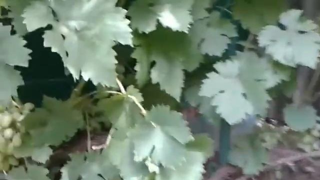 Виноград Гарольд, урожай 2016 года смотреть онлайн