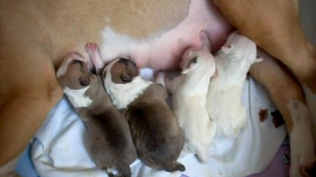 NATTY NATHAN Timar * Tiana Faer Star смотреть онлайн