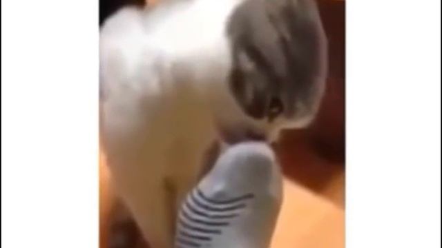 Кот нюхает носок смотреть онлайн