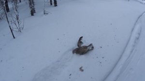 Охота на глухаря на лунках. Интересные моменты