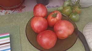 Сибирь. Обзор и дегустация детерминантных томатов Настя Сибирячка и Бердский крупный.