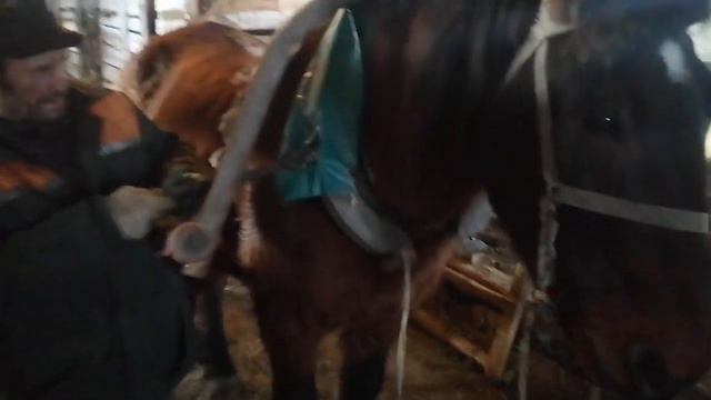 ЛОШАДЬ И ЗИМА смотреть онлайн