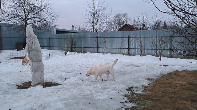 Зоогостиница "Лабродом" Истра смотреть онлайн
