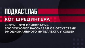 «Коты - это психопаты». Зоопсихолог рассказал об отсутствии эмоционального интеллекта у кошек.