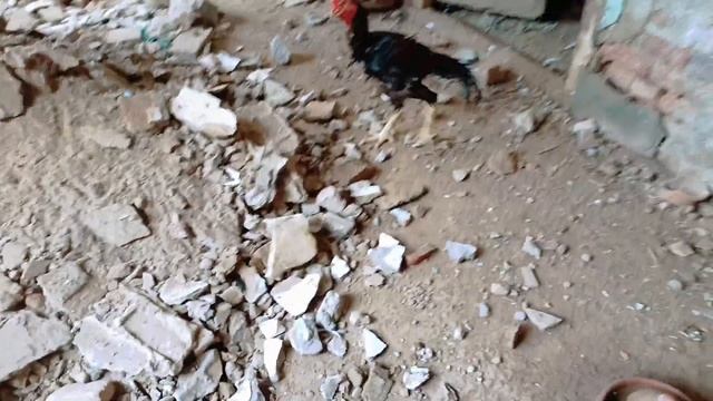 Aj Tu Pet House Main Cat Bachy Py Attack Karny Lage The.... смотреть онлайн