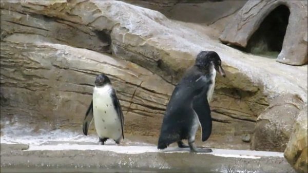 Пингвинчика малыша обижают взрослые пингвины 15.02.2021