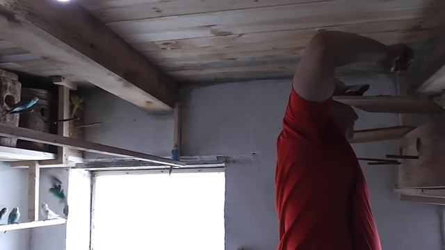 Что с попугаем, первые птенцы, подкинул яйца от карелл волнистикам.