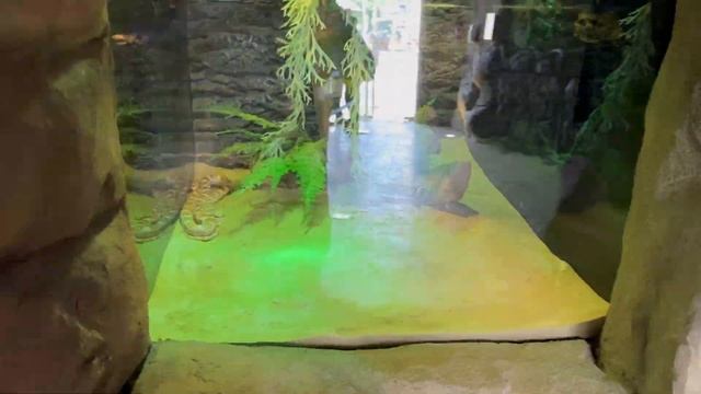 Dubai Safari Park Zoo Adventure смотреть онлайн