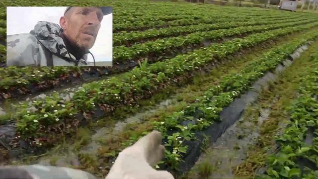 Какие сорта у нас на испытаниях... смотреть онлайн