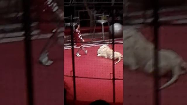 Цирк больших зверей лев и 2 тигра смотреть онлайн