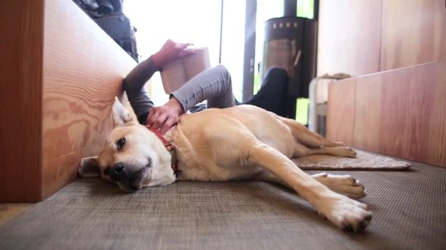 Skookum Dog смотреть онлайн