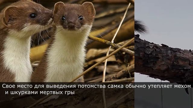 Горностай - пушной зверек, один из самых маленьких хищников планеты. Интересные факты о Горностае смотреть онлайн