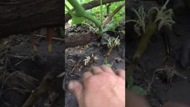 Виноград сорта Кишмиш 342 смотреть онлайн