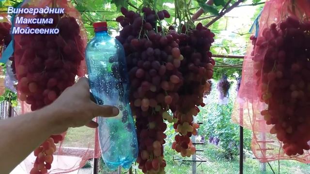 к-ш Велес и к-ш Гелиодор на арке - перголла. смотреть онлайн