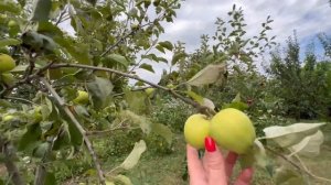 Дом на Юге/ Кирпичный с классным Садом! с. Великовечное Краснодарский край