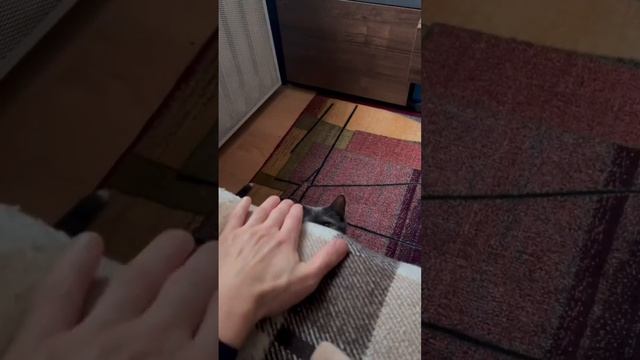 Страшный, домашний зверь! #cats #pets #funnyvideo #нападение #неожиданно смотреть онлайн