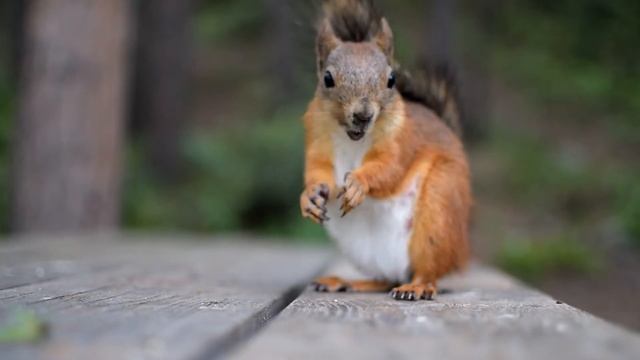 Squirrels (Russian North - Murmansk) Белки Мурманской области Nikon d5300, nikkor 35mm 1.8G смотреть онлайн