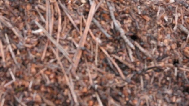 Большой муравейник в лесу на Ахунской 12/04/2021 и муравьи почти что крупным планом на муравейнике. смотреть онлайн