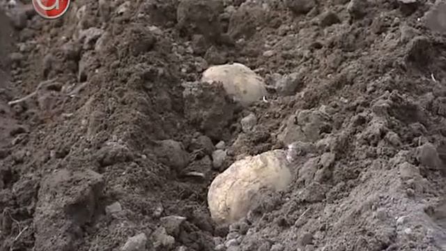 Запрет на ввоз картофеля смотреть онлайн