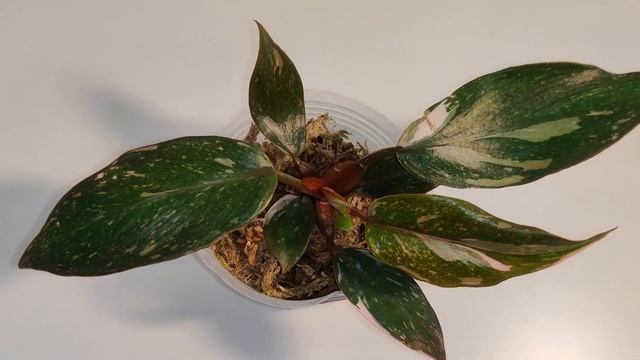 Цветы Вместе Philodendron pink princess / Филодендрон розовая принцесса смотреть онлайн