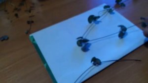 Комнатные цветы. Церопегия ВУДУ и церопегия САНДЕРСОНА.